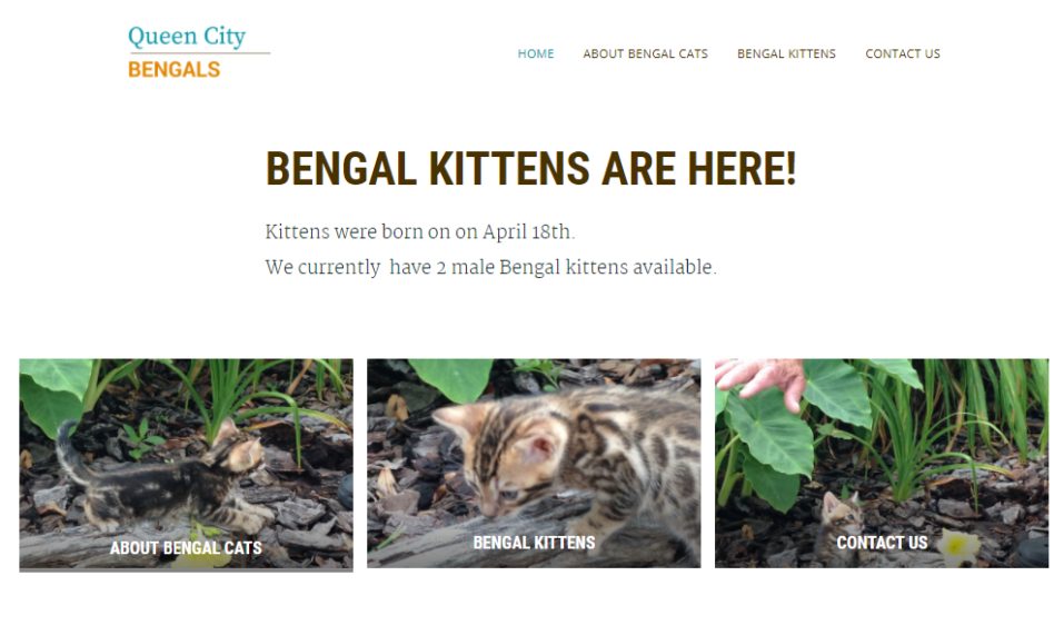 Cattery Website