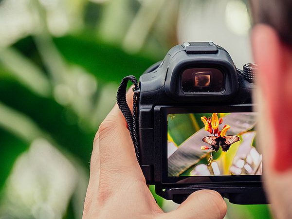 Website friendly image of a camera taking photo of a butterfly